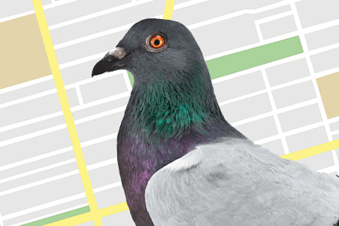 pigeon for the Google Pigeon algorithm update